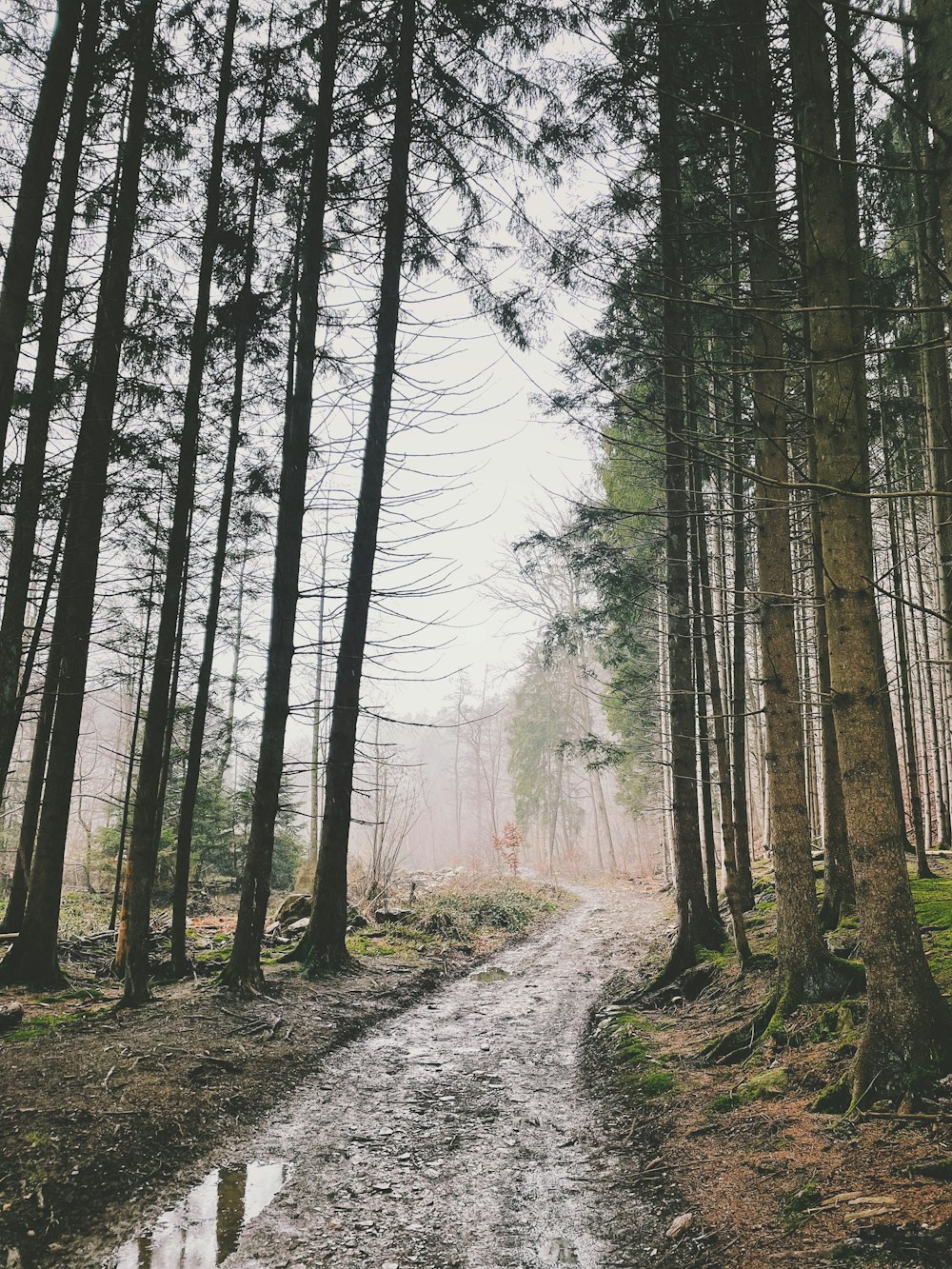 a dirt road in the middle of a forest