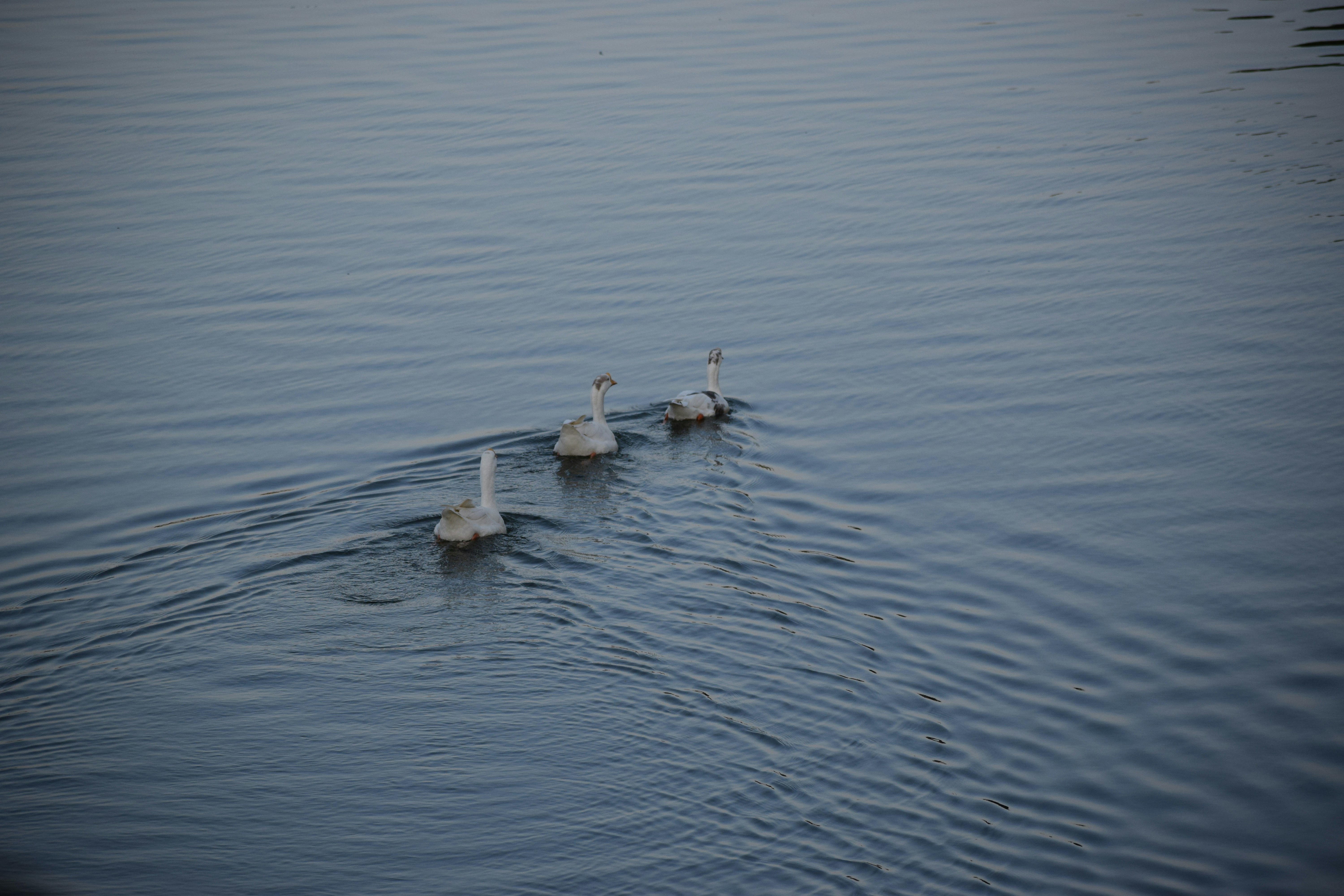 Photo by manglagraphy