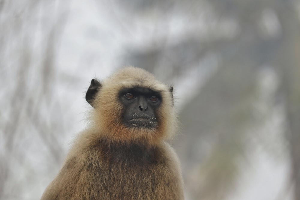 a monkey is sitting in the middle of a forest