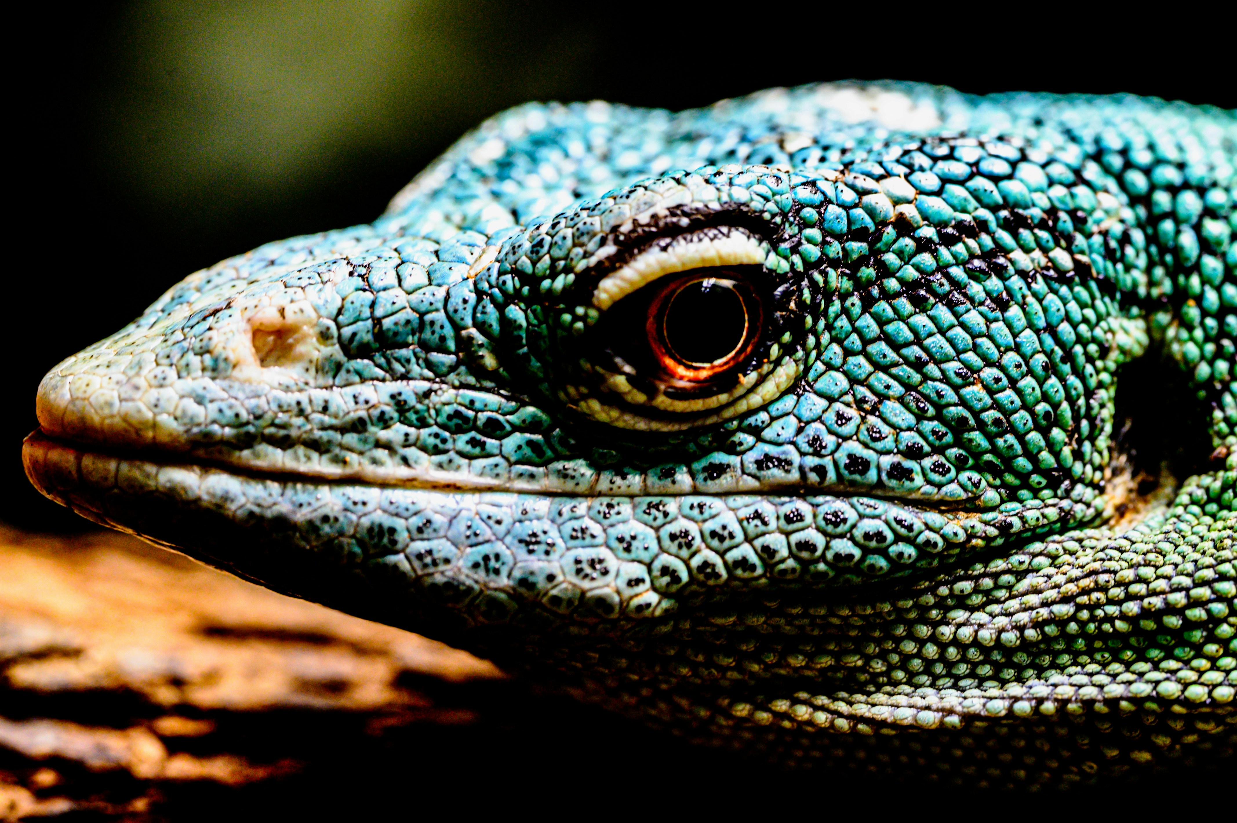 Green-headed monitor lizard