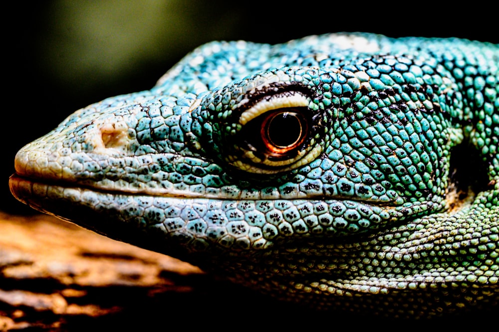 a close up of a lizard on a tree branch