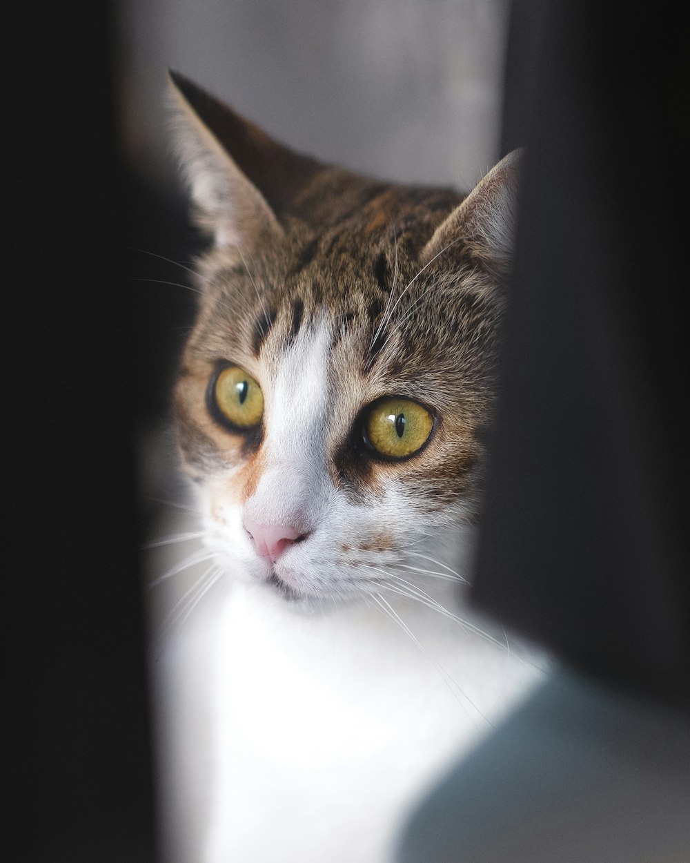a close up of a cat looking out of a window