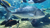 A large fish swims among a diverse group of other fish in a clear, blue aquatic environment. The light reflects off the scales, creating a shimmering effect. Various species of fish, in vibrant colors, swim in different directions within the underwater scene.