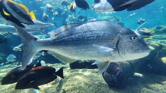 A large fish swims among a diverse group of other fish in a clear, blue aquatic environment. The light reflects off the scales, creating a shimmering effect. Various species of fish, in vibrant colors, swim in different directions within the underwater scene.