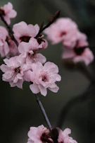 Close-up of a delicate brushstroke detail on a digital canvas with sakura petals.