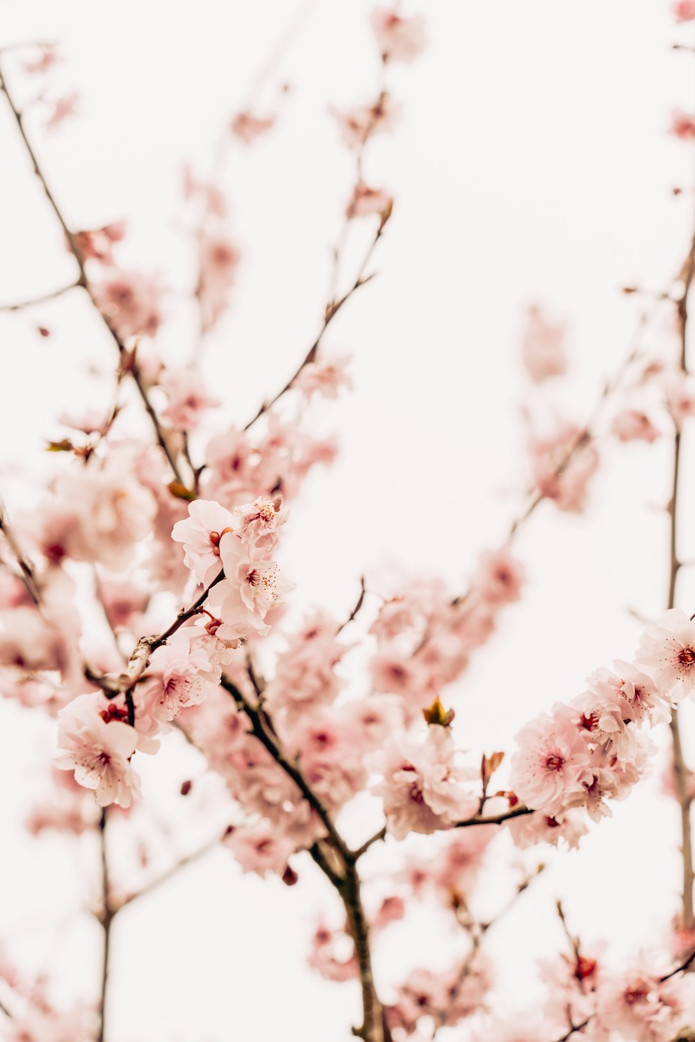 a tree with lots of pink flowers on it