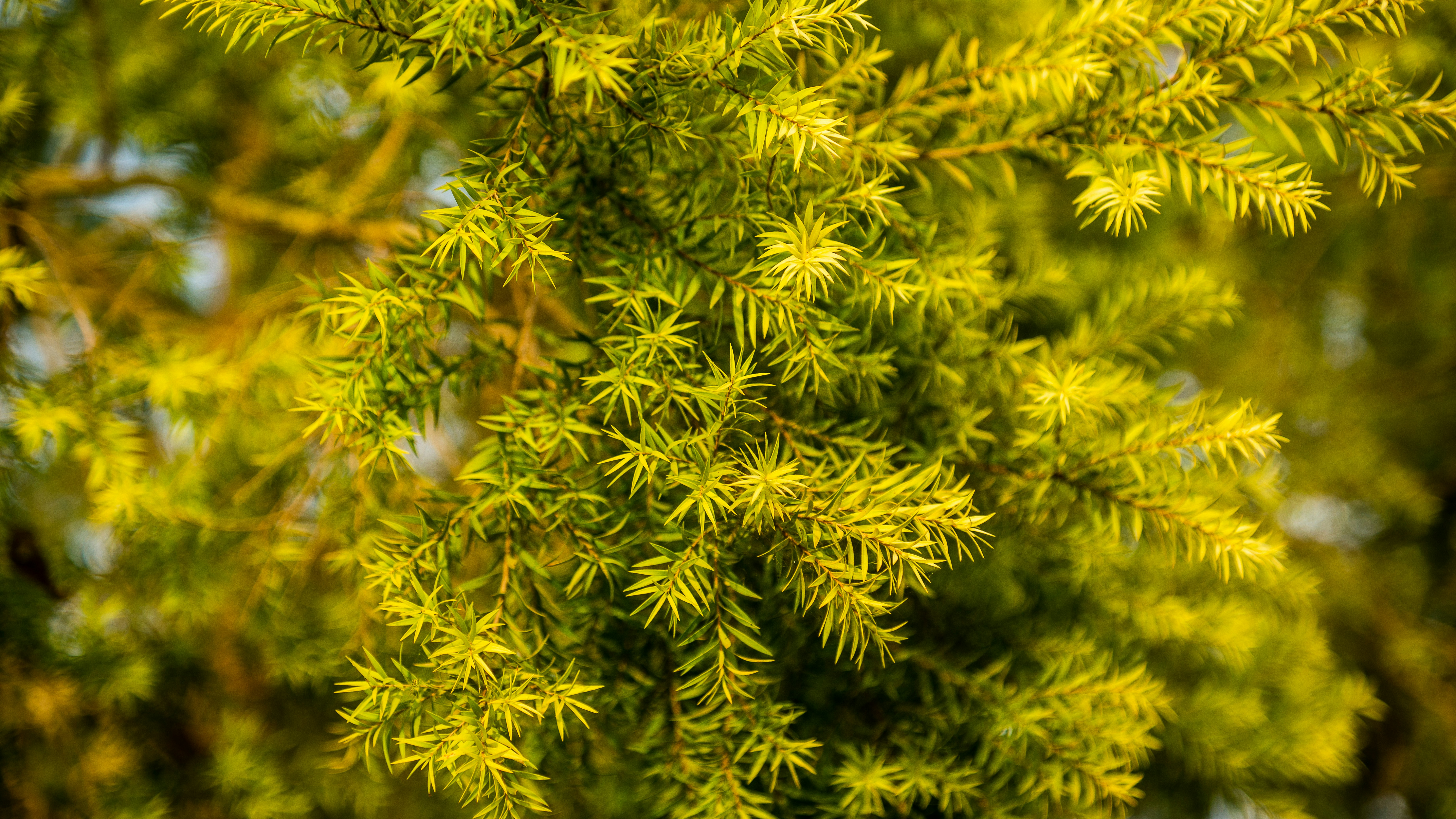 Photo by philipssajjabbi