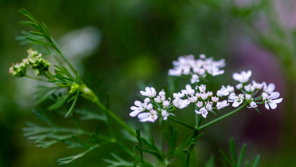 a close up of a plant with white flowers