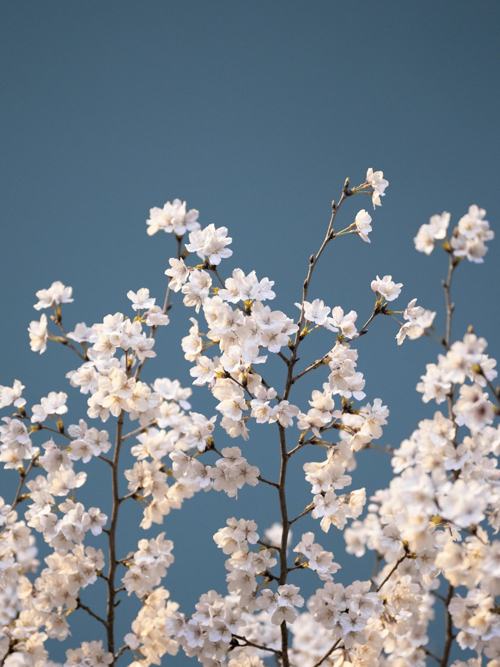 a close up of a tree with white flowers