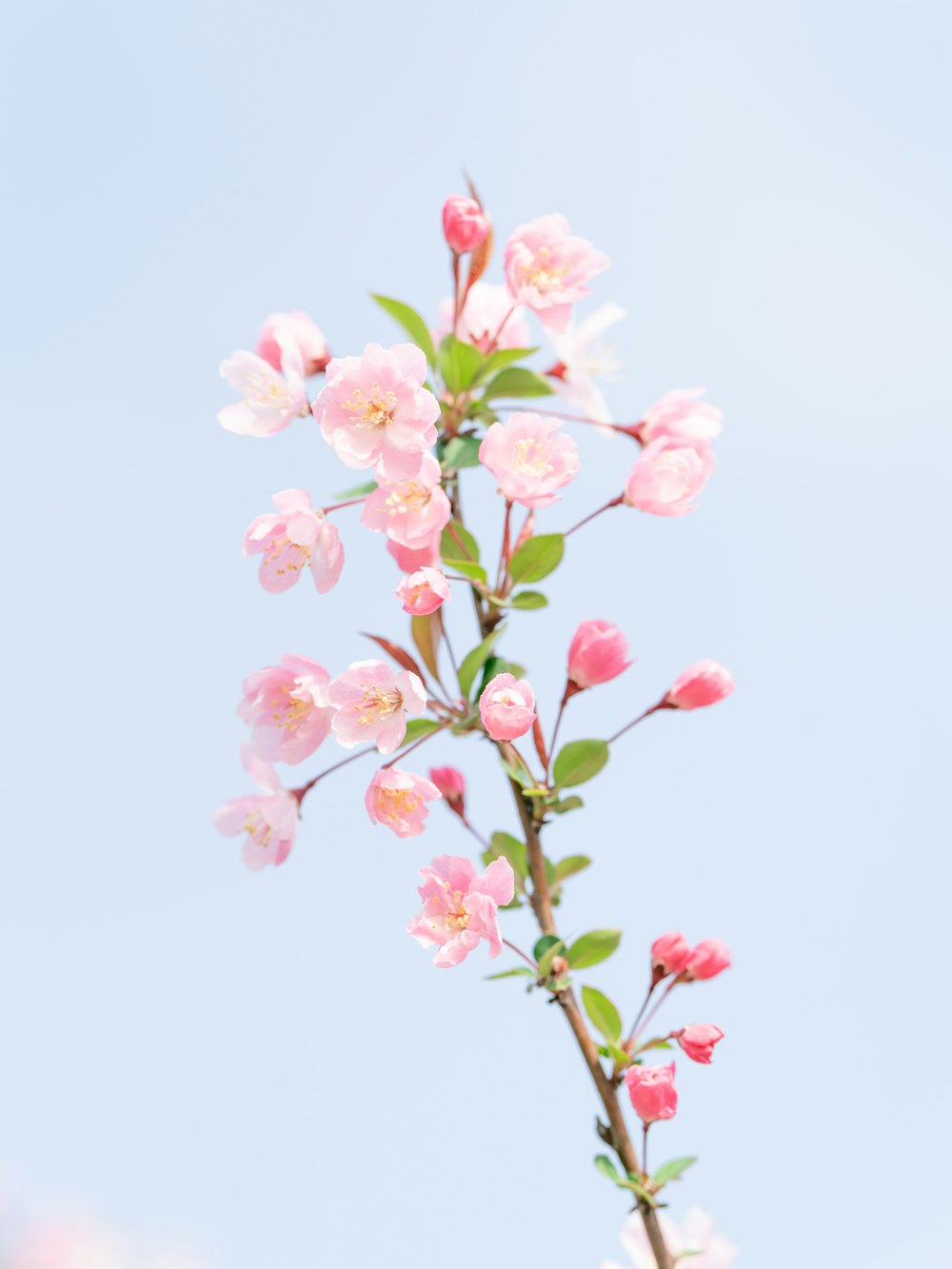 a branch of pink flowers against a blue sky