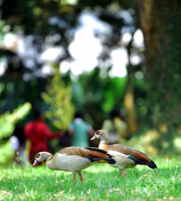 Two ducks are on a grassy area in the foreground, with one duck appearing to nibble on something while the other stands beside it. In the background, there are several blurred figures of people dressed in colorful clothing, along with trees and lush green foliage.