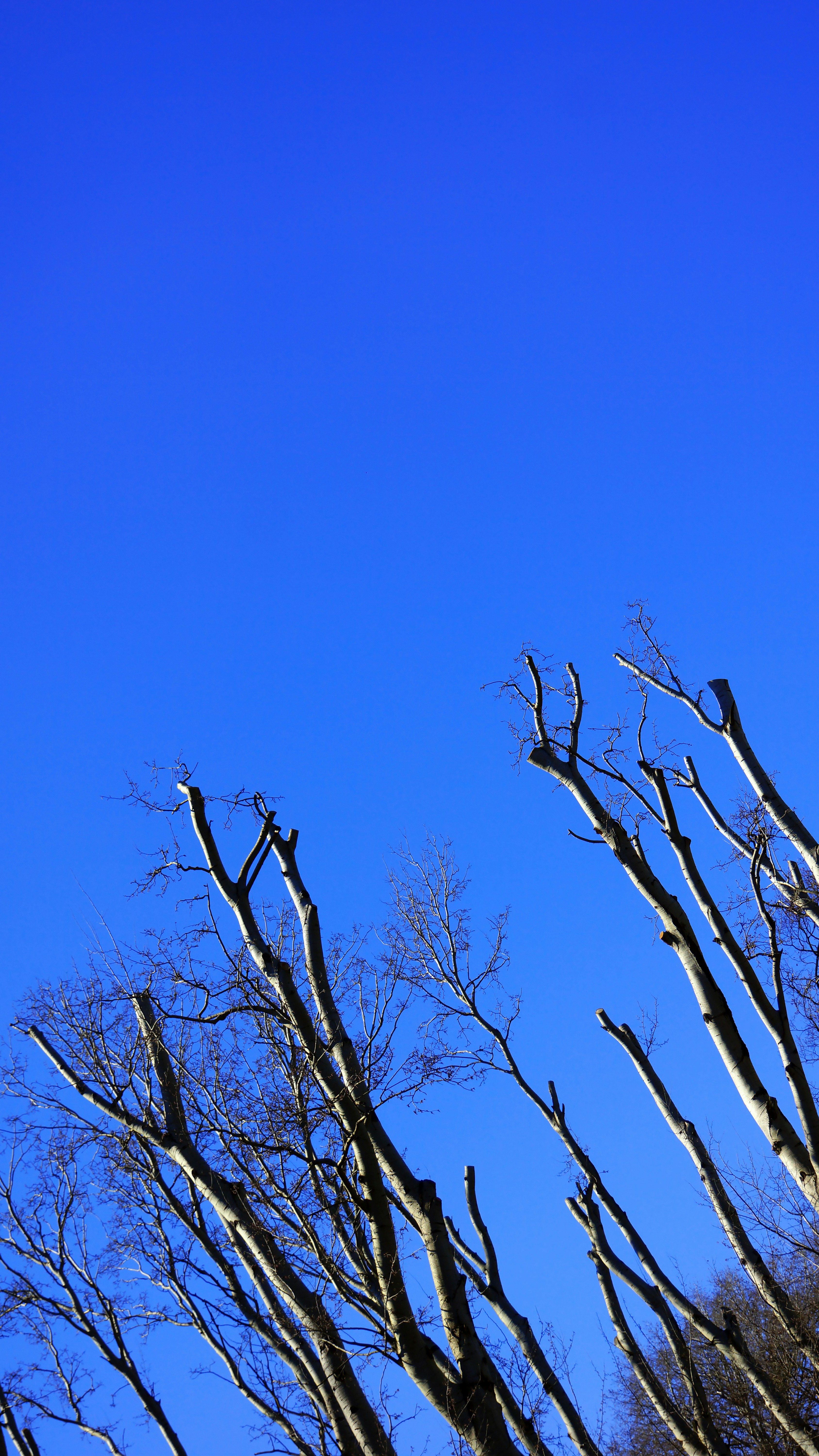 a clear blue sky with some trees without leaves