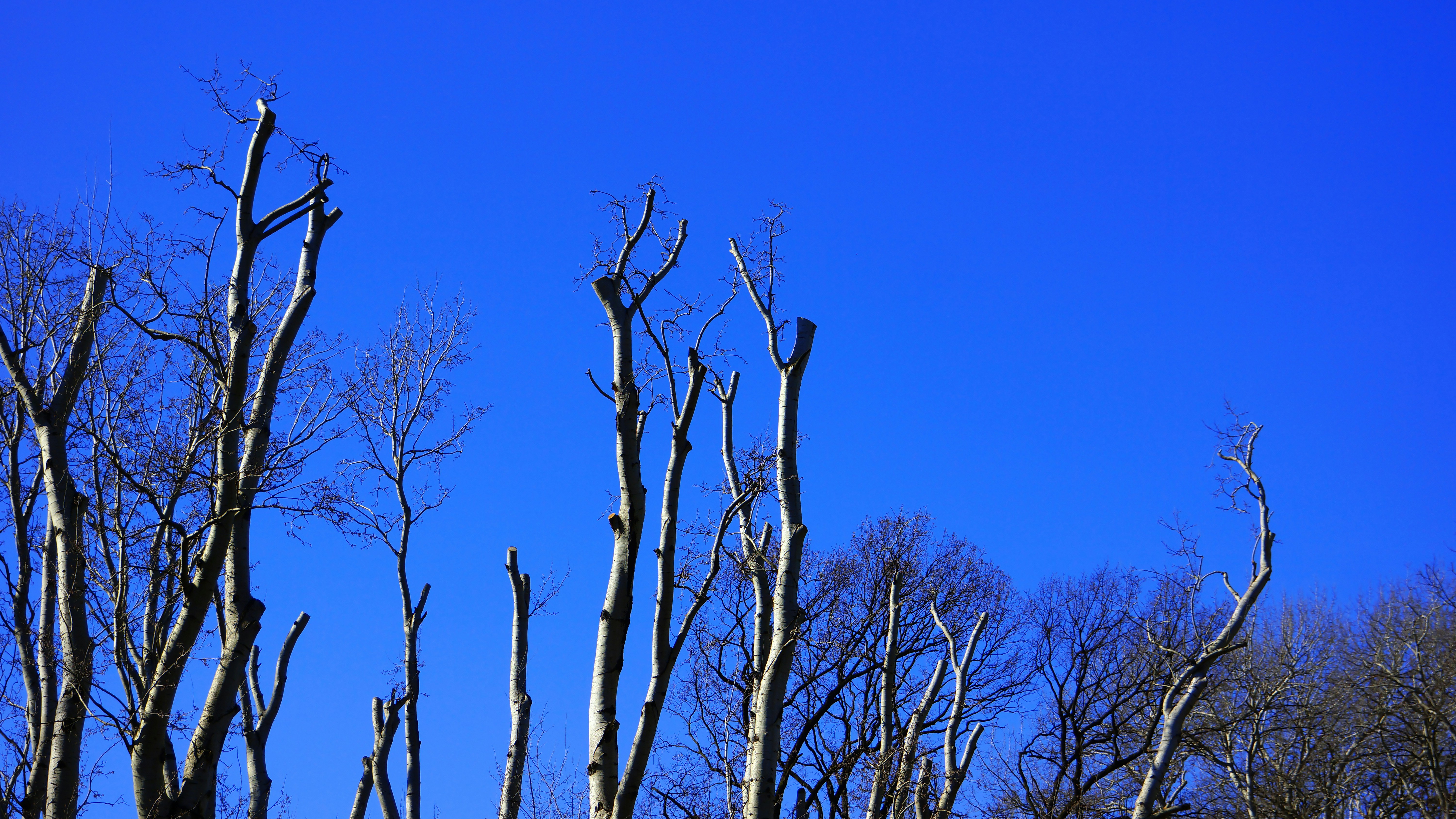 a group of trees with no leaves on them
