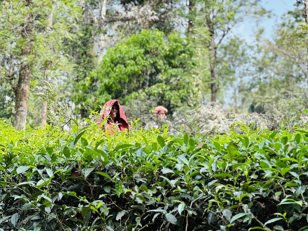 Una persona parada en un campo de plantas verdes