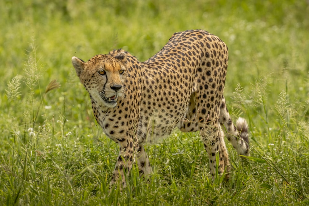 a cheetah standing in a field of tall grass