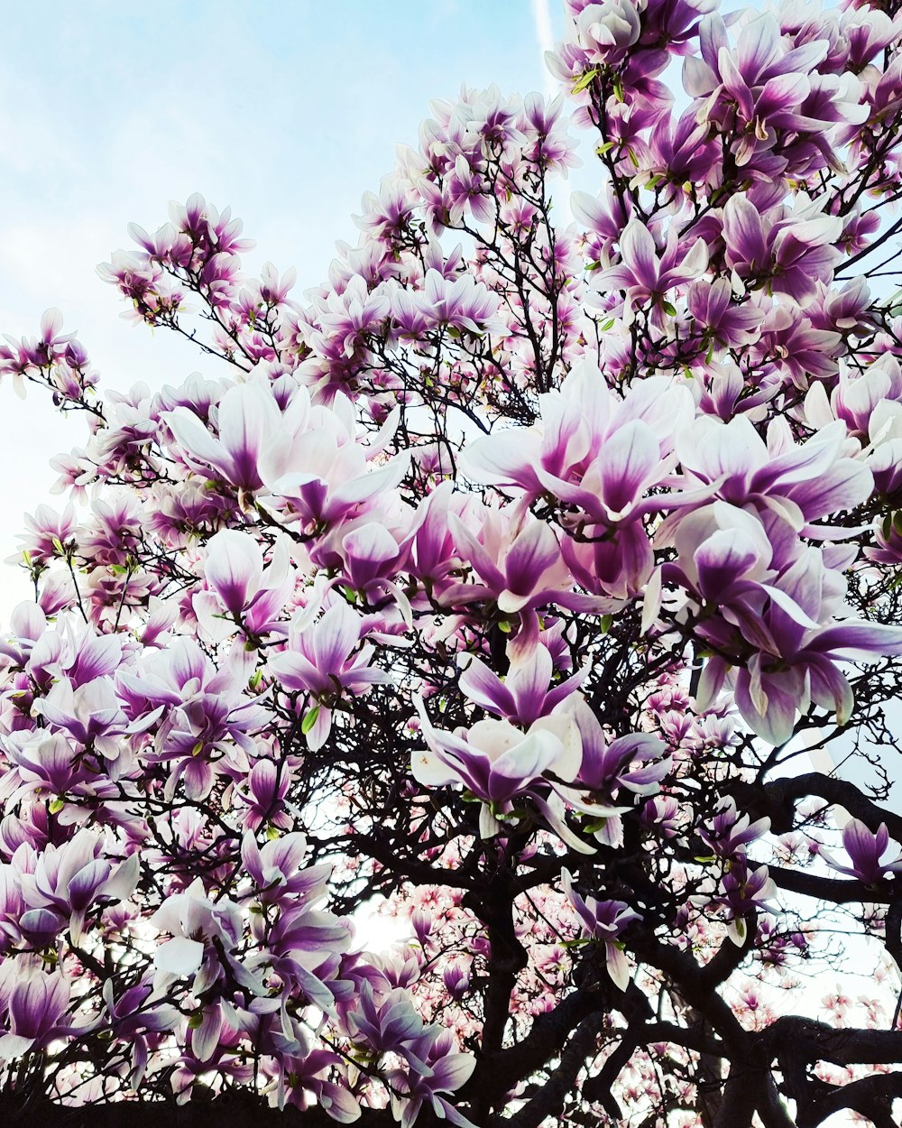 a tree with lots of purple flowers on it