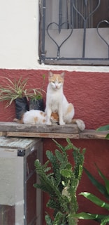 A ginger and white cat sits on a wooden surface beside some potted plants. The setting includes a metal window grill with heart-shaped patterns in the background. The area is surrounded by a red and white wall, and there is a cactus plant below.