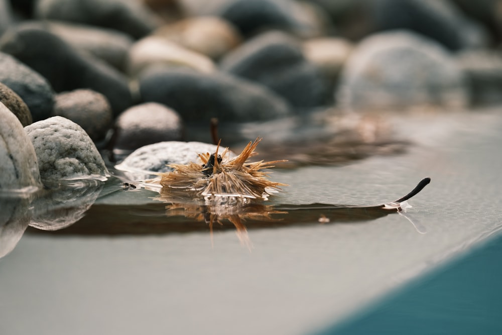 a close up of a leaf on the ground