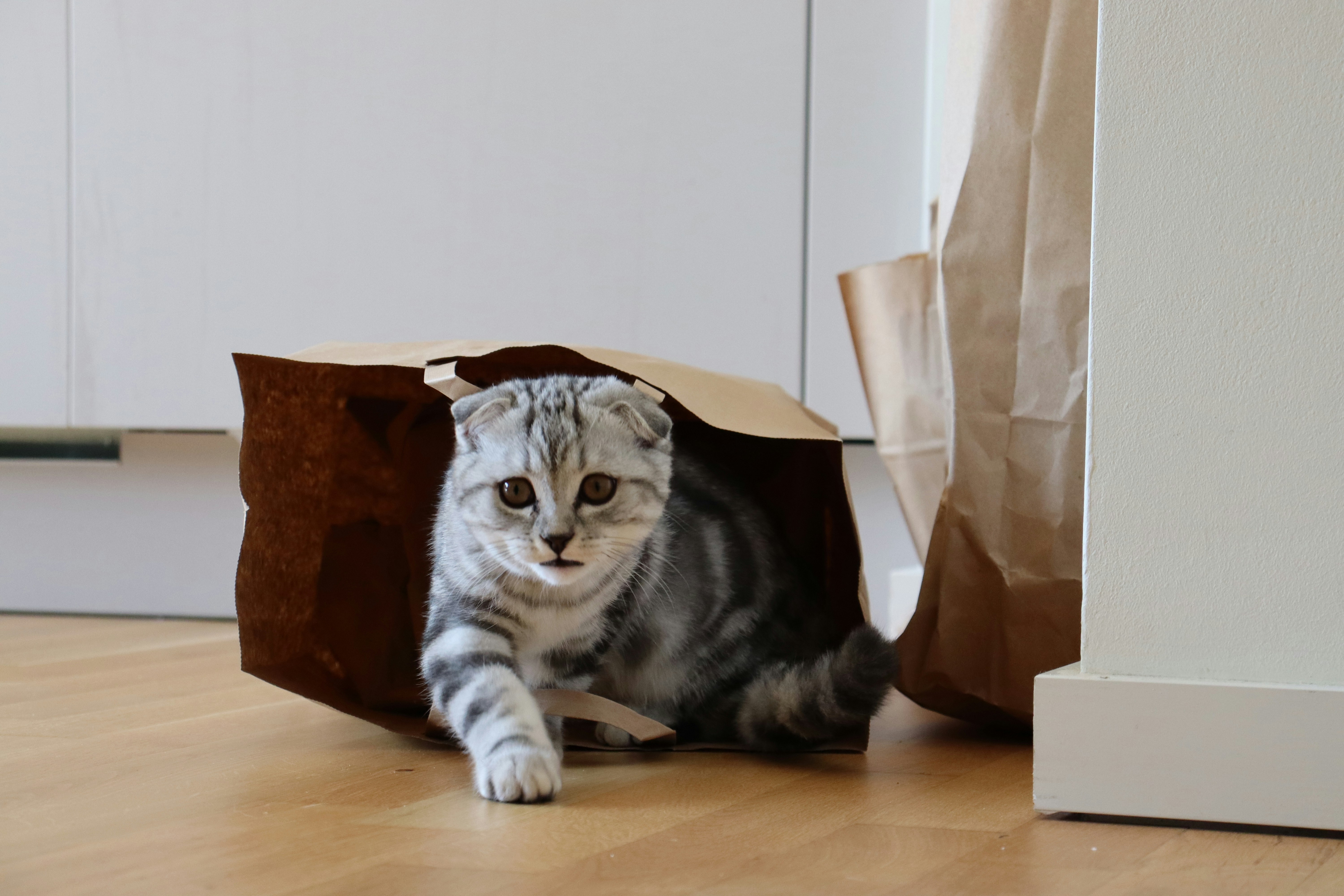 Paper Bags: Crinkle and Hide (image credits: unsplash)