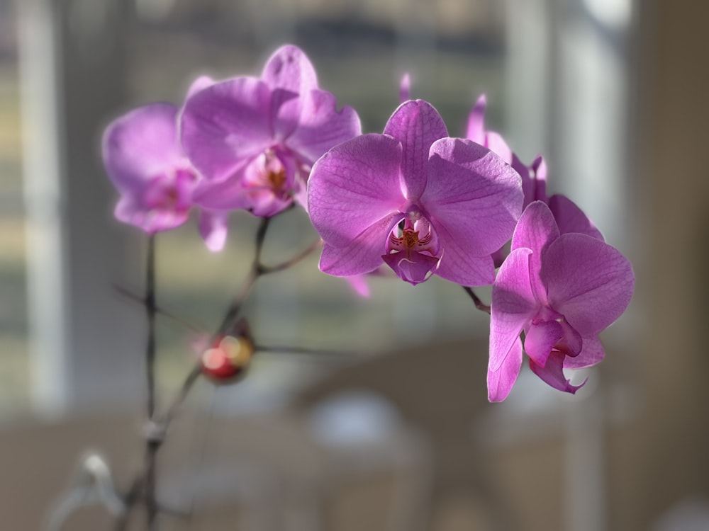 Un primo piano di un fiore viola in un vaso