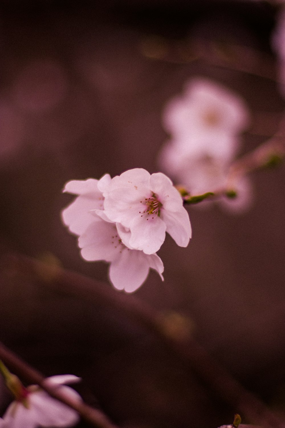 a close up of a flower on a tree