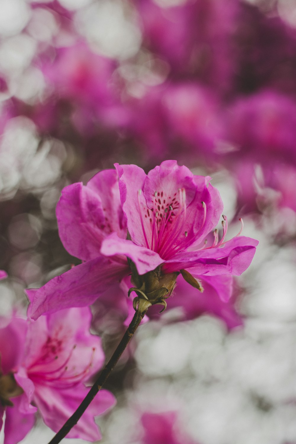 a close up of a pink flower with blurry background