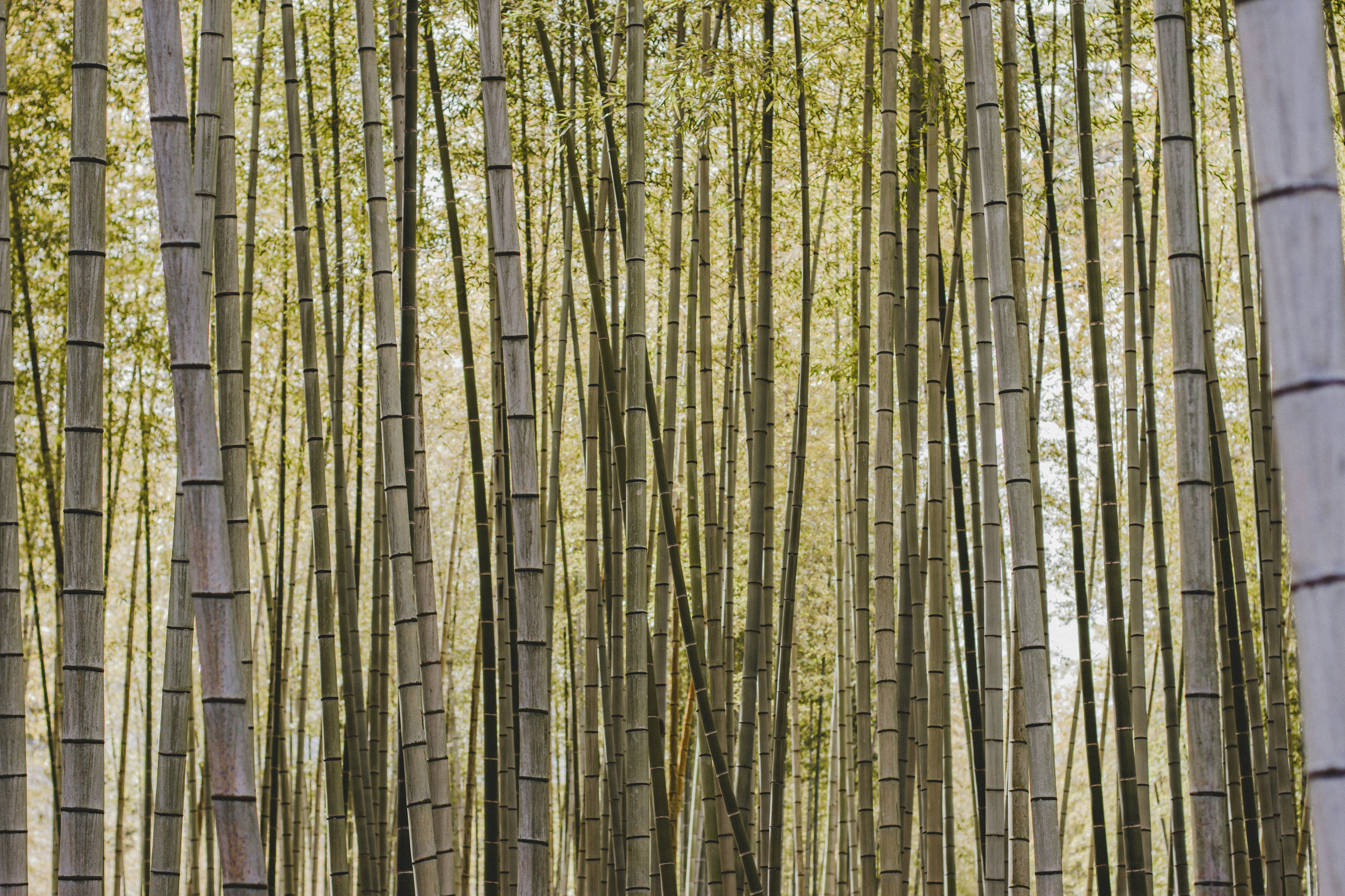Eine Gruppe hoher Bambusbäume in einem Wald