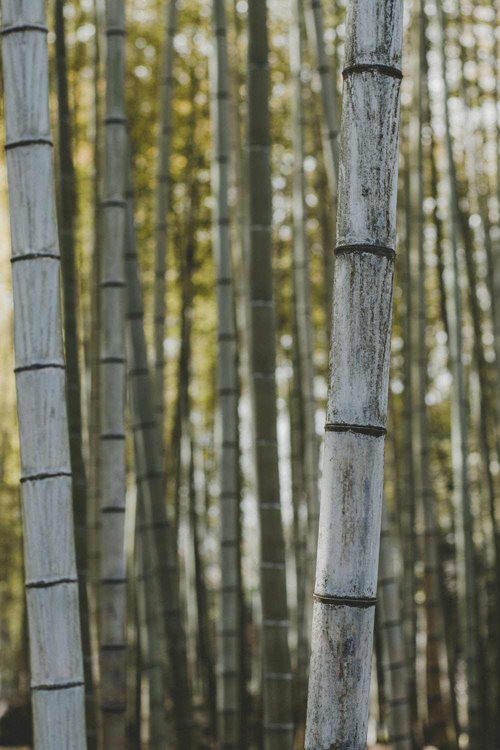 a group of tall trees standing next to each other