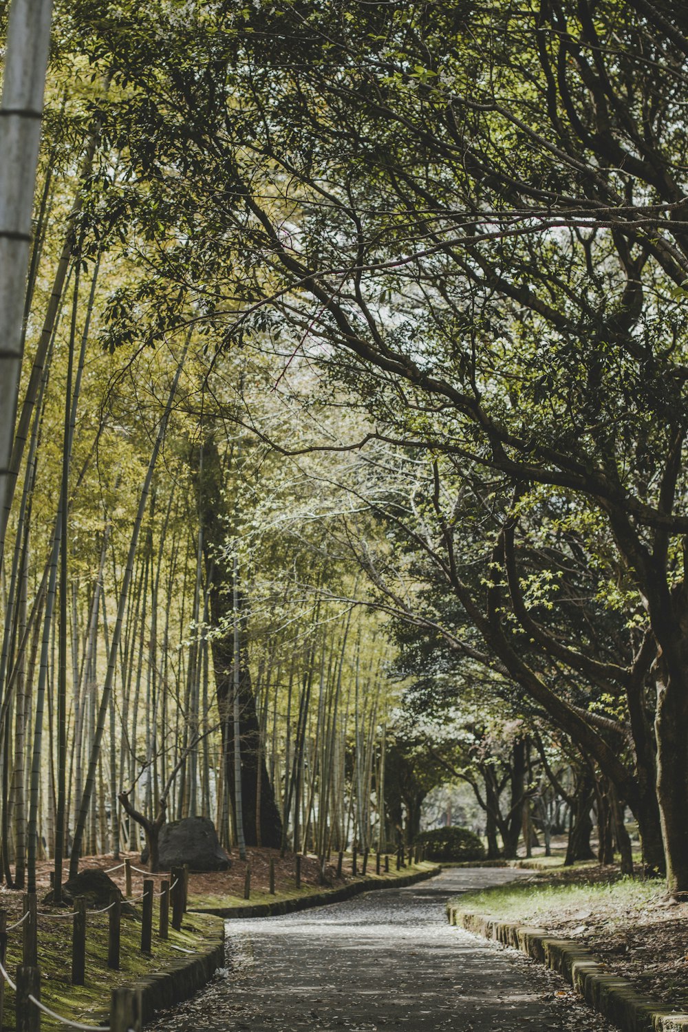 a path through a grove of trees in a park