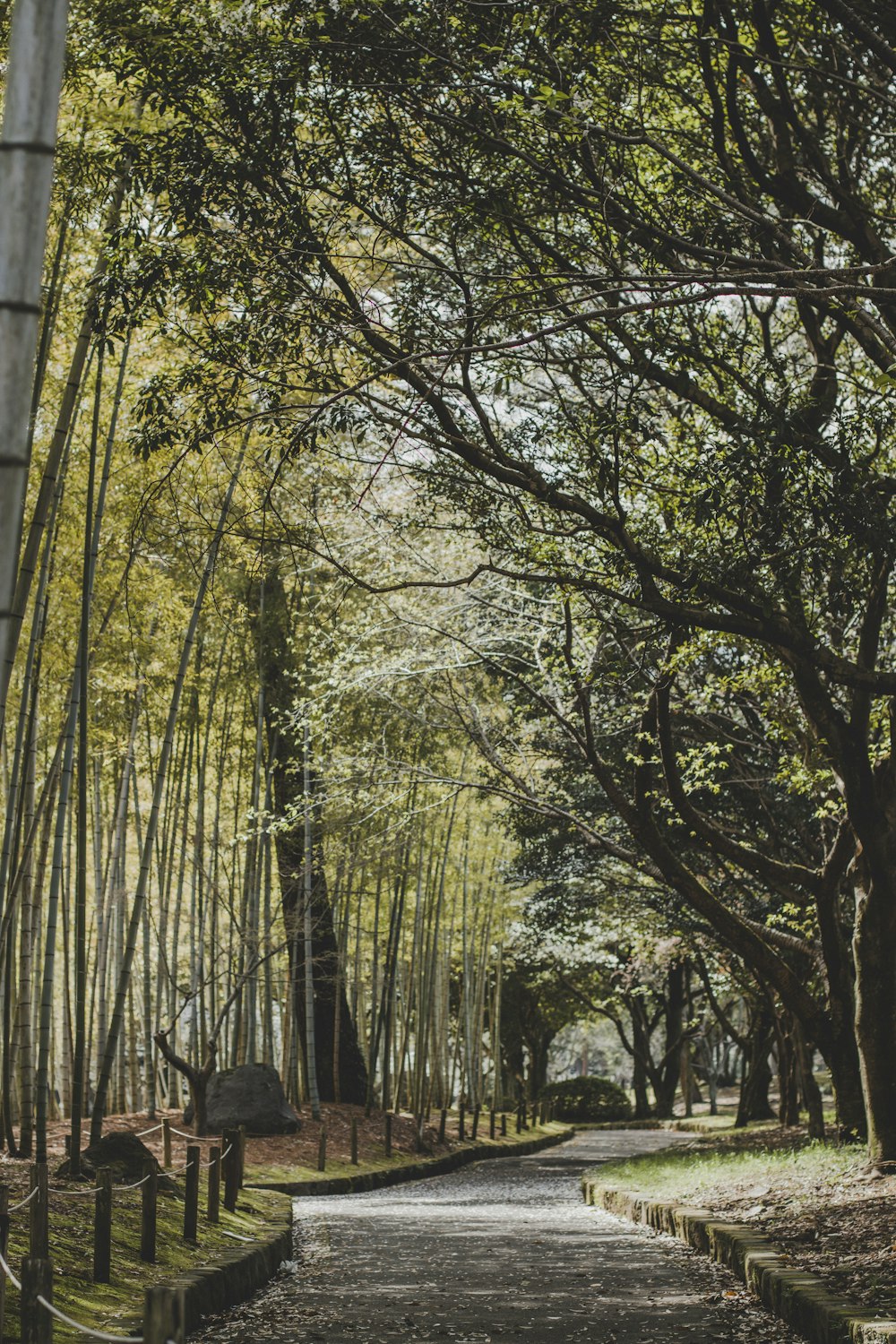 Un chemin à travers un bosquet d’arbres dans un parc