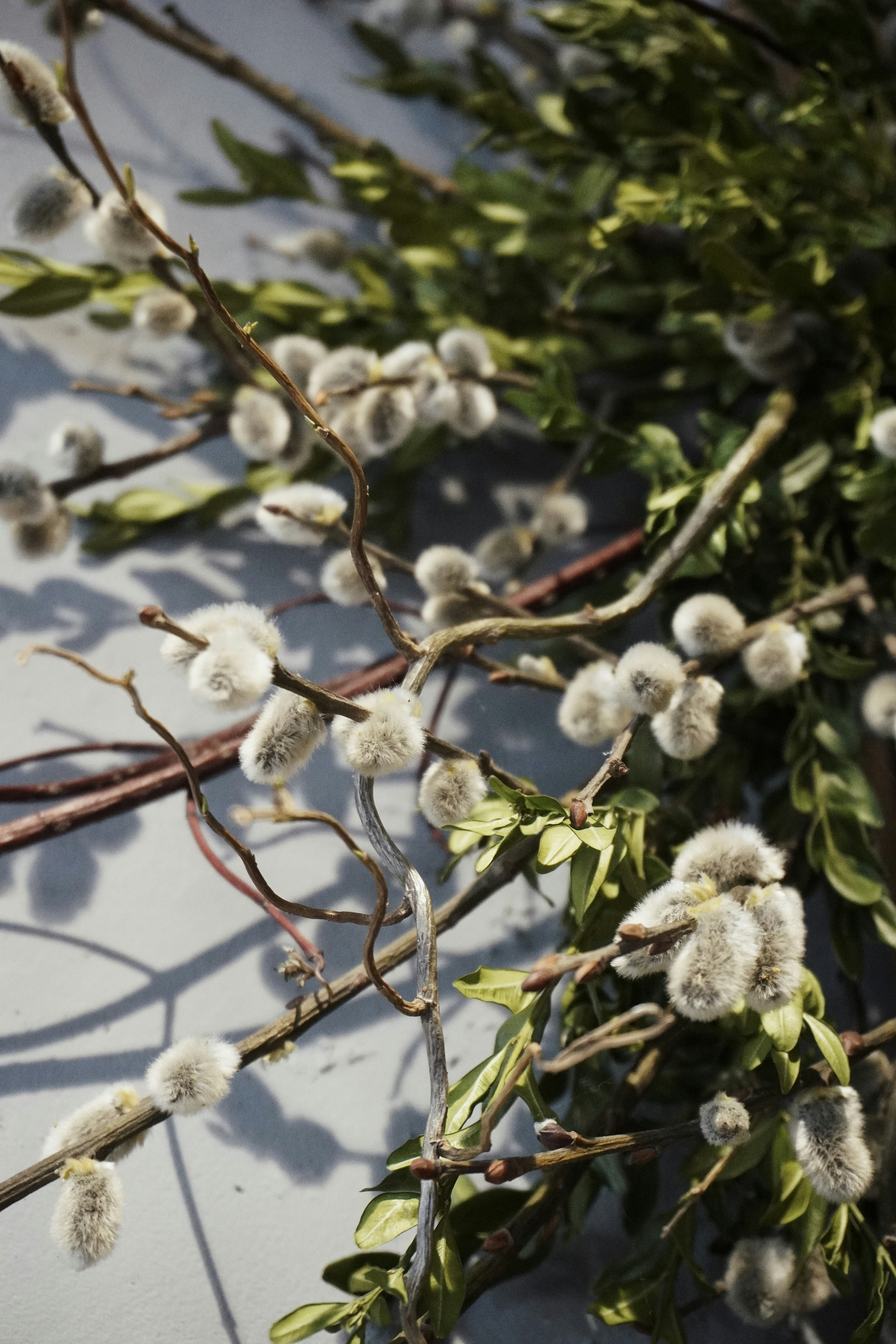ein Strauß Zweige mit weißen Blüten darauf