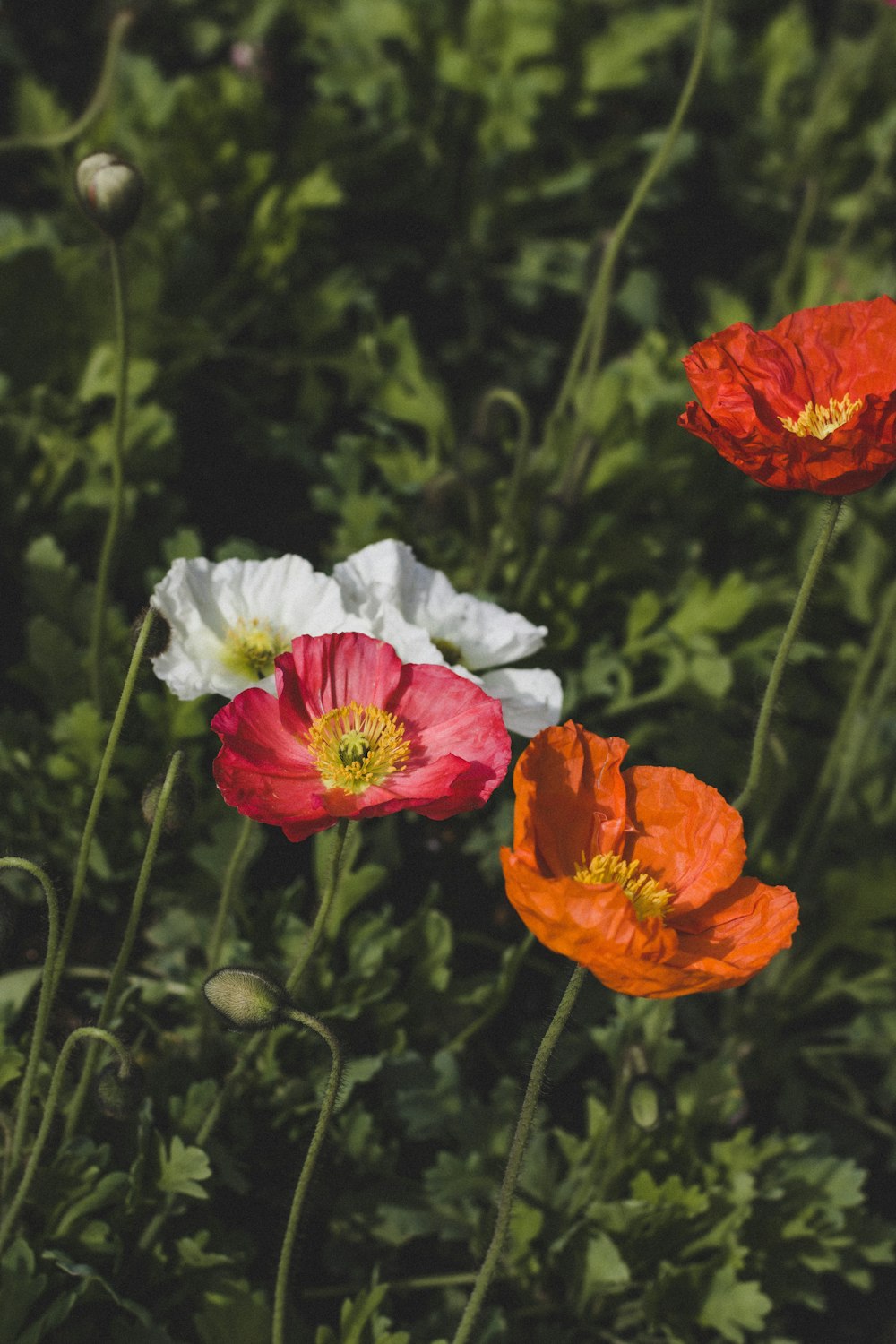 a bunch of flowers that are in the grass