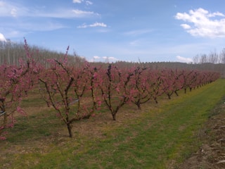 Orchard with fruit trees blossoming in early spring in Pordenone area.
