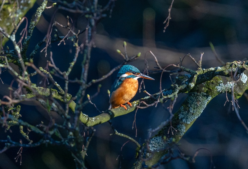 a colorful bird perched on a branch of a tree