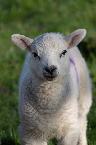 A fluffy baby lamb nestled in soft hay, looking curiously at the camera.
