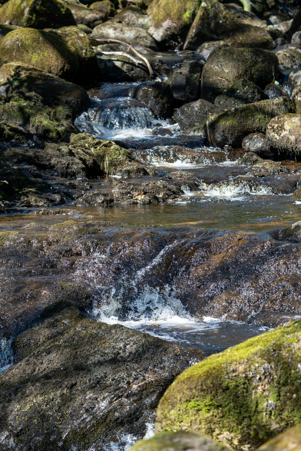 a stream of water running through a lush green forest