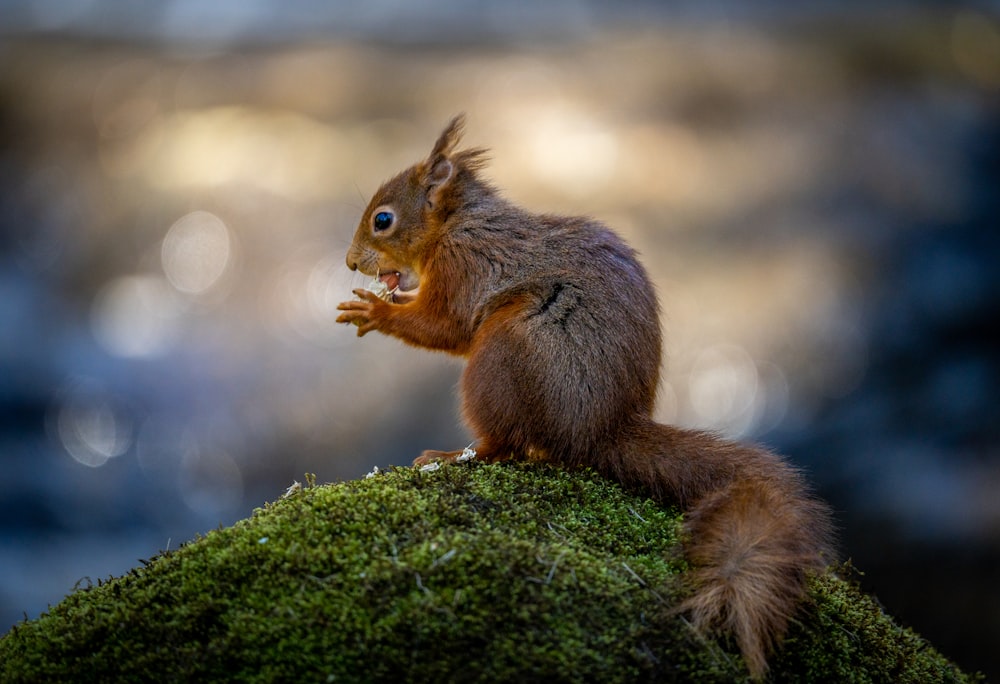 a small squirrel sitting on top of a moss covered rock