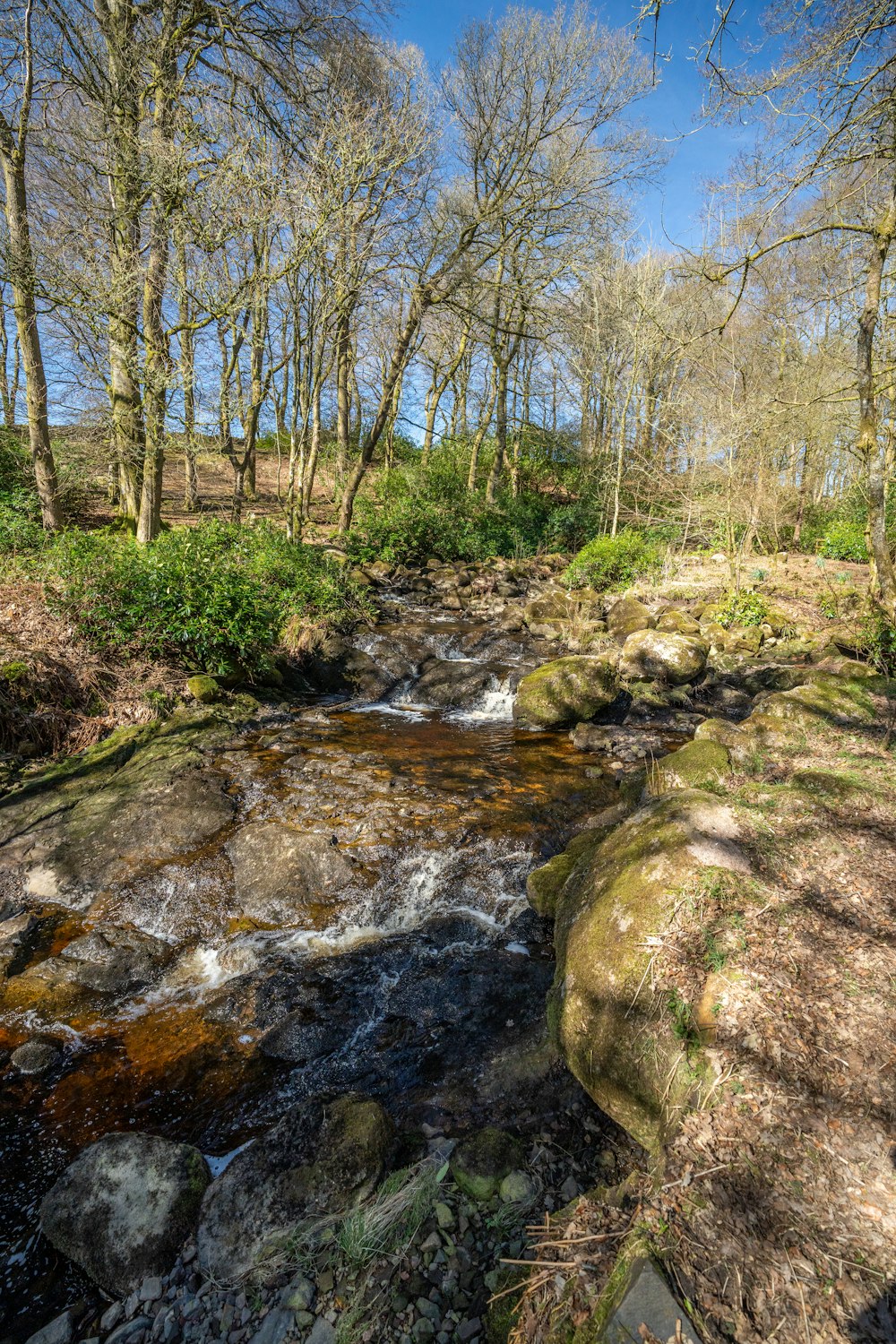 a stream running through a lush green forest