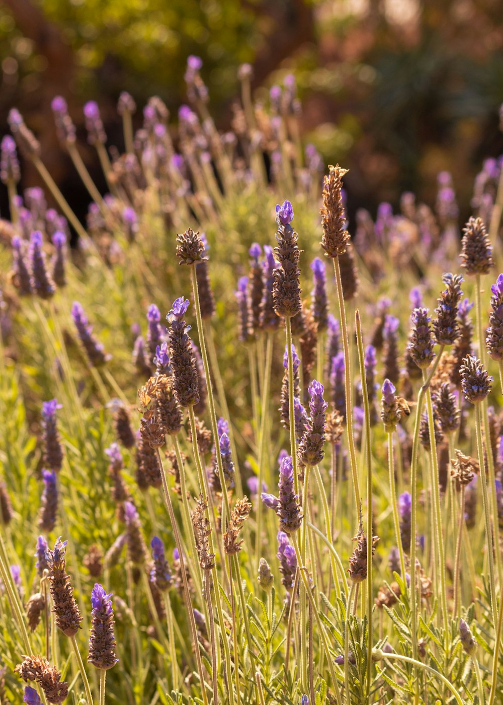 Ein Strauß lila Blumen auf einem Feld