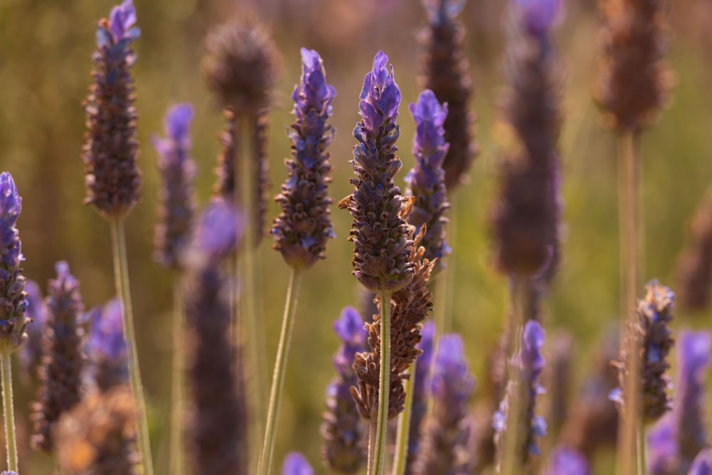 a bunch of purple flowers that are in the grass