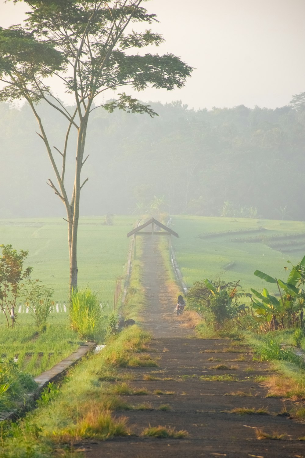 a dirt road leading to a lush green field