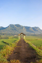 a dirt road leading to a hut in the middle of a field