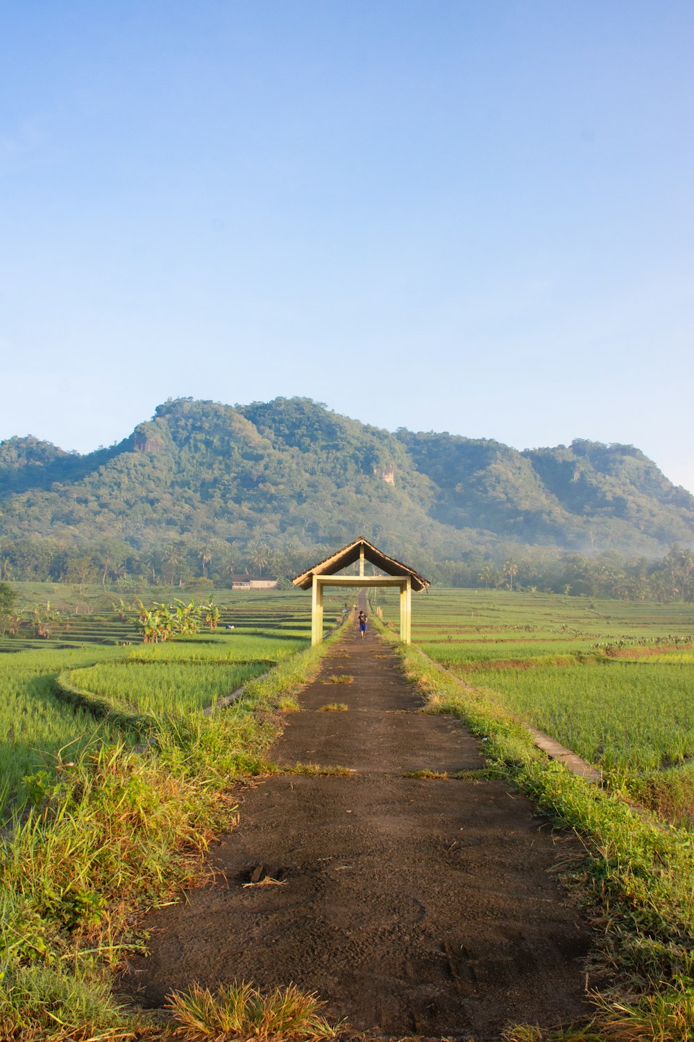 a dirt road leading to a hut in the middle of a field