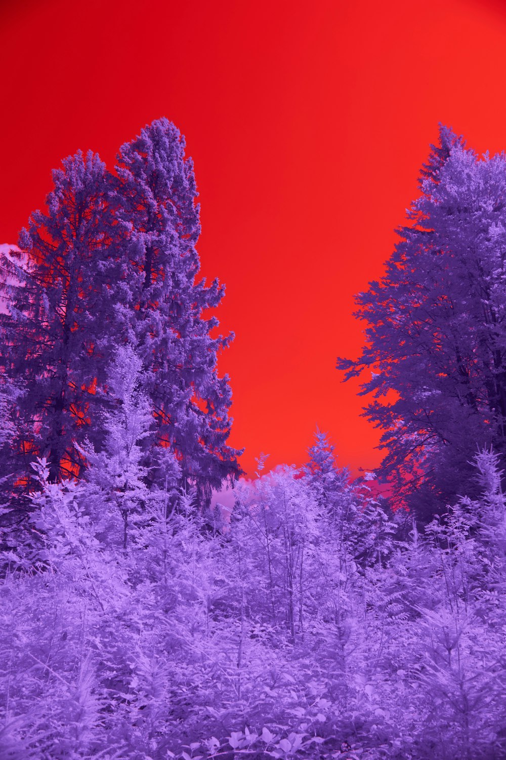 a red and purple photo of trees in a forest