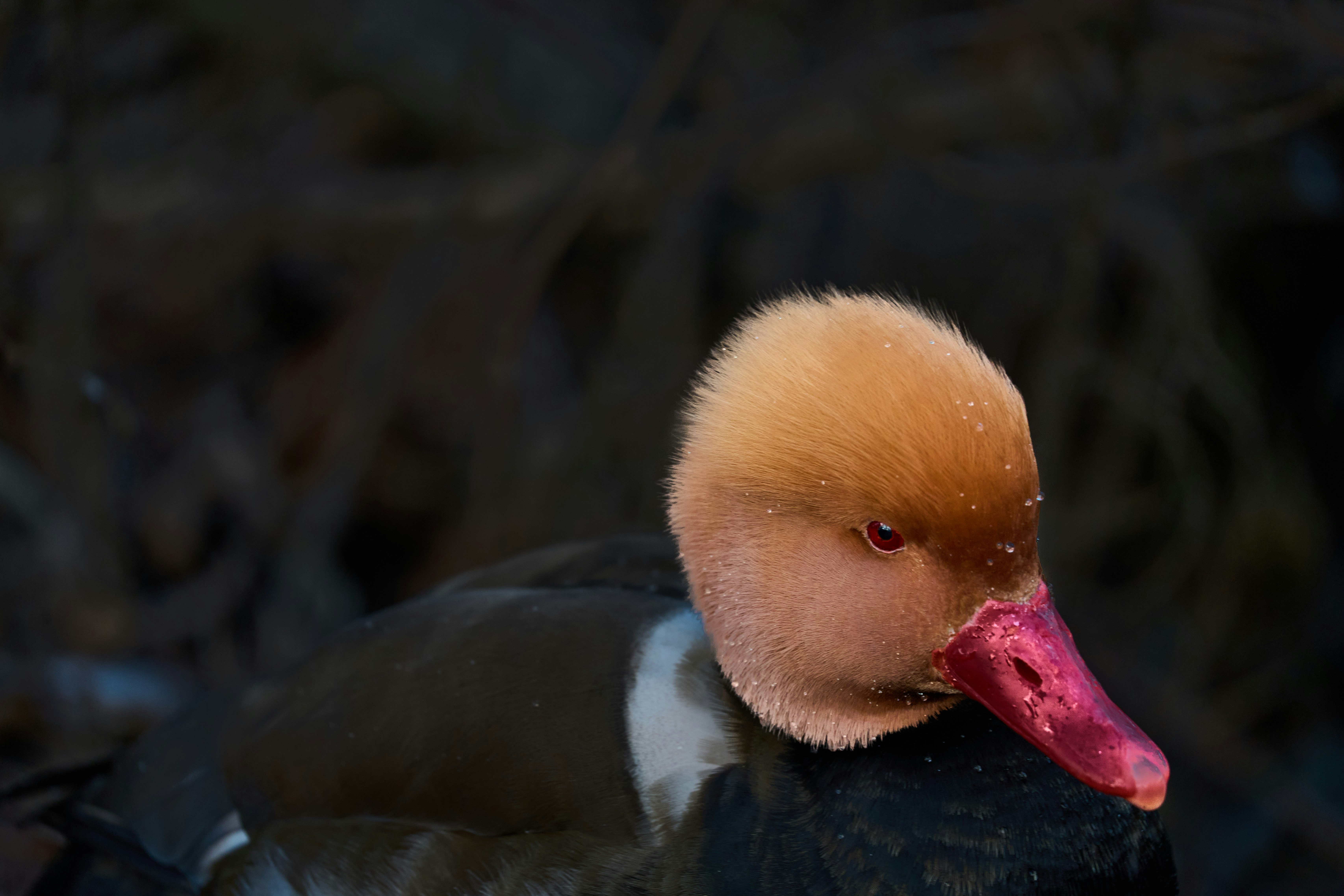 Verseur à vin en forme de canard Rouge – Eugène Allard, image size:3000x2000