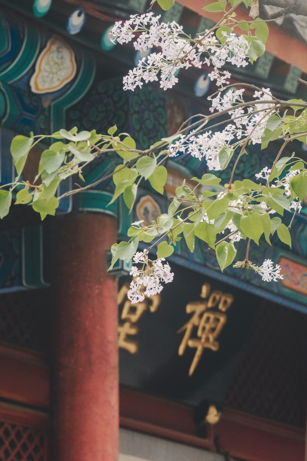 a tree with white flowers in front of a building