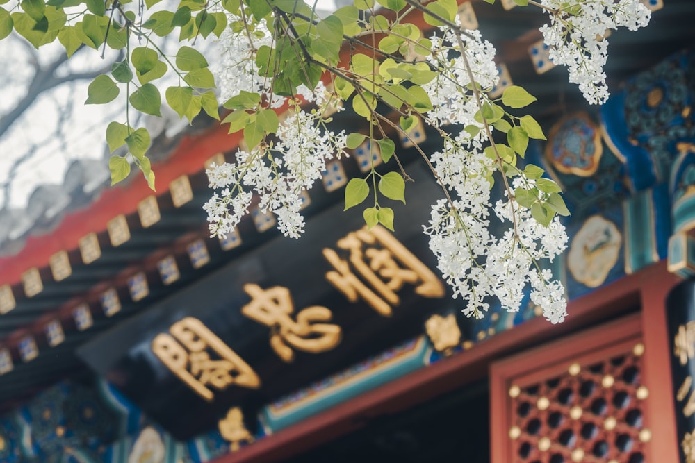 a close up of a tree with white flowers