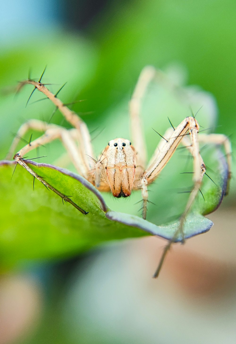 a close up of a spider on a leaf