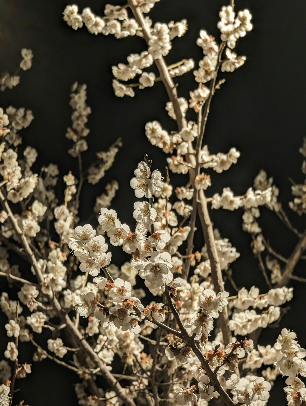 a close up of a tree with white flowers