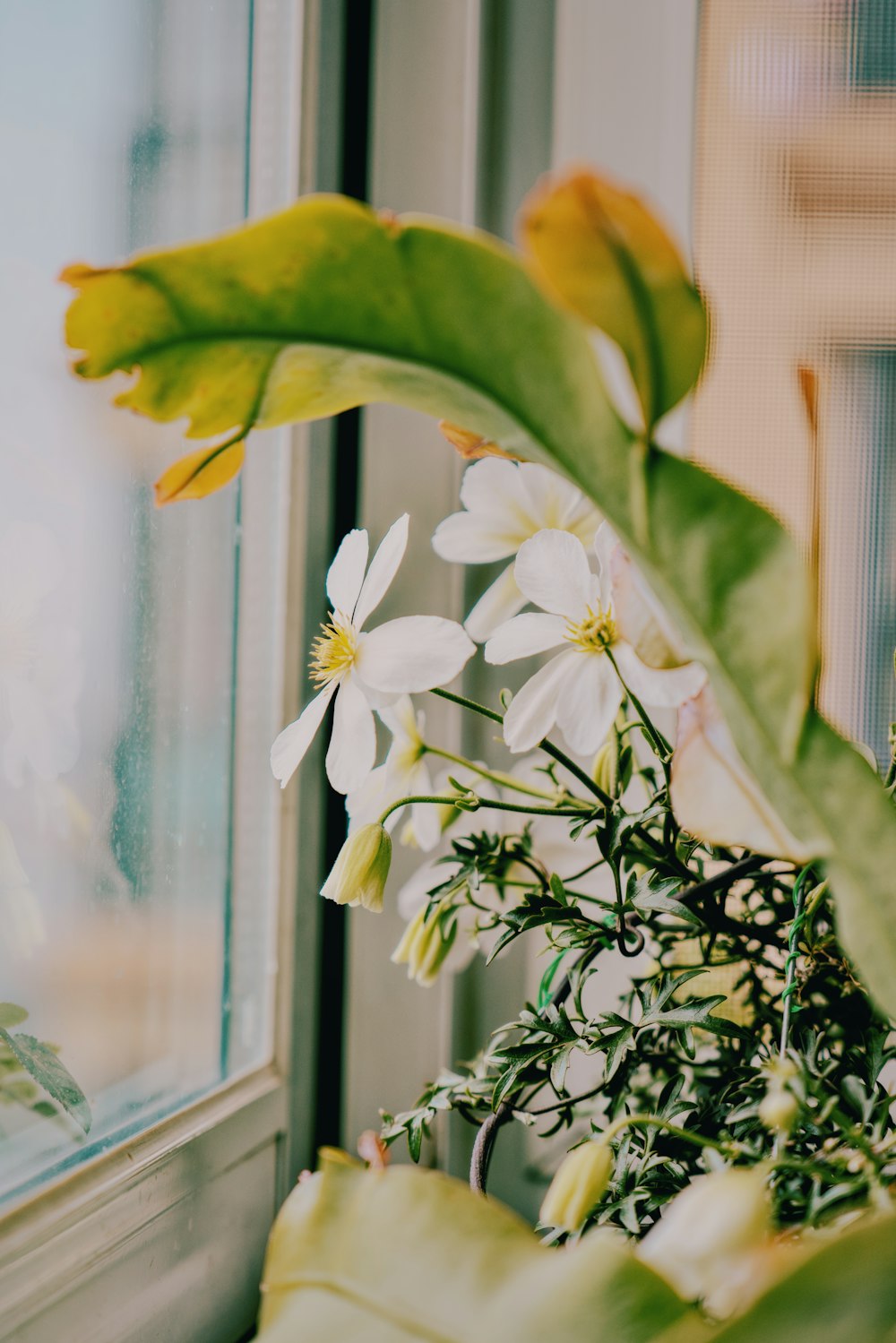 a close up of a flower near a window